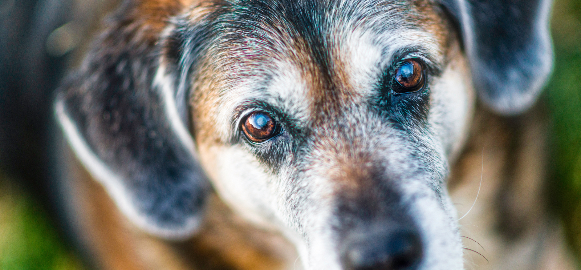 Prendre Soin de Nos Animaux Âgés : Conseils et Précautions